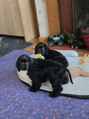 Stunning American Cocker Spaniel puppies