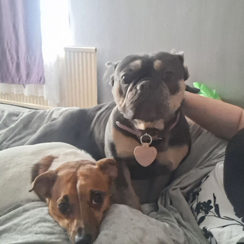 French bulldog female