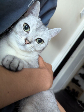 Silver Chinchilla kitten