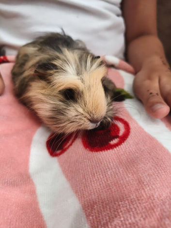 2 male Guinea Pigs