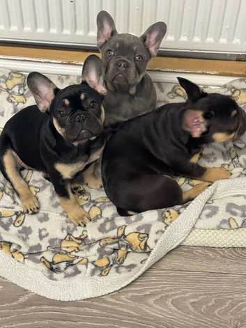 3 beautiful female French bulldogs