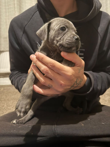 Beautiful Staffordshire pups