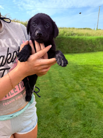 Kc reg Labrador puppies