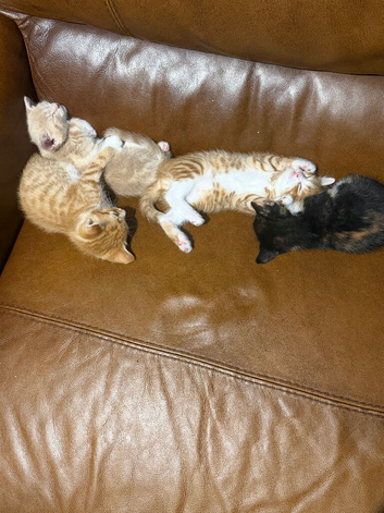 Adorable kittens for sale