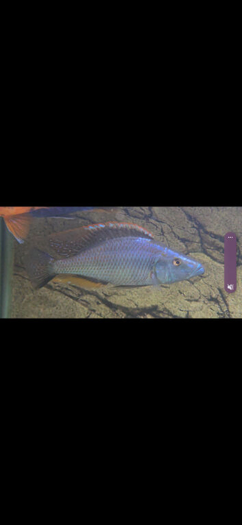 Malawi eye biter for sale (male 6inch)