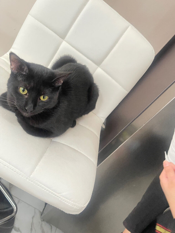 Stella
