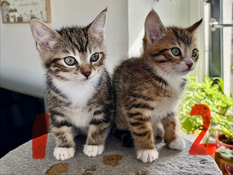 TWO GORGEOUS KITTENS (BOTH GIRLS) LOOKING FOR THEIR FOREVER HOMES
