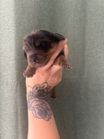 4 miniature dachshund pups