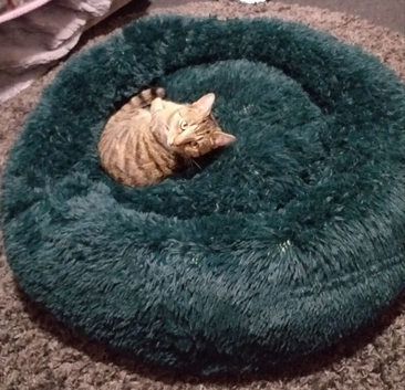 XL Pet Bed - USED