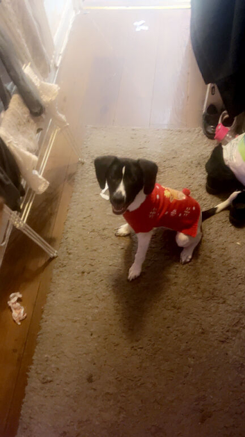Male spaniel x lurcher