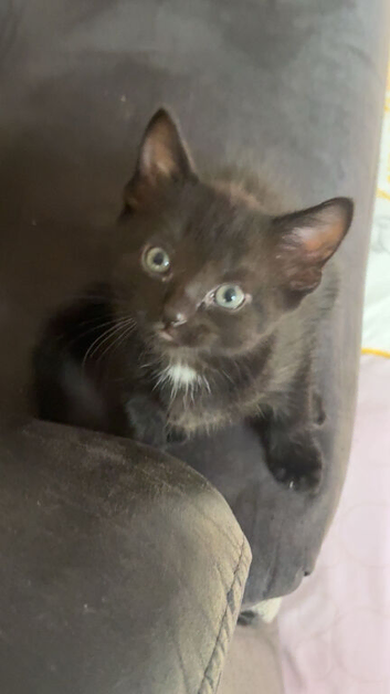 Kittens/cat