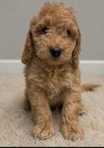 Cockapoo pups ready