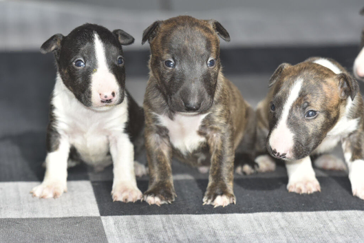 Top quality english bull terrier puppies