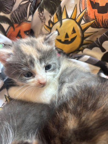 Beautiful calico fawn kittens boy and girl available