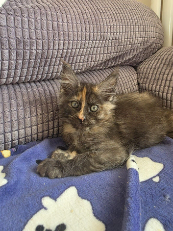 Maine Coon Kittens ONE FEMALE LEFT