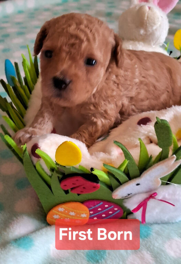 HALF ASIAN TOY POODLES