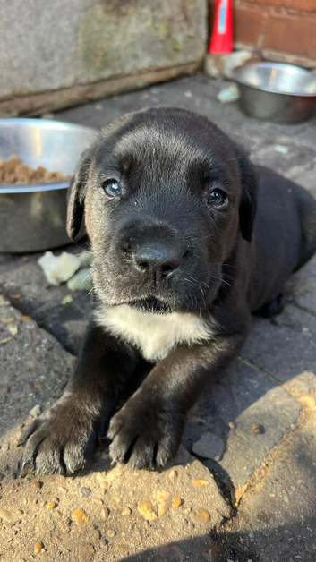 Cane Corso Puppies &ndash; Outstanding Quality, Ready for Loving Homes