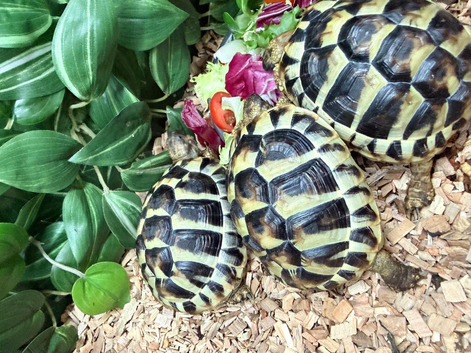 3x Hermans