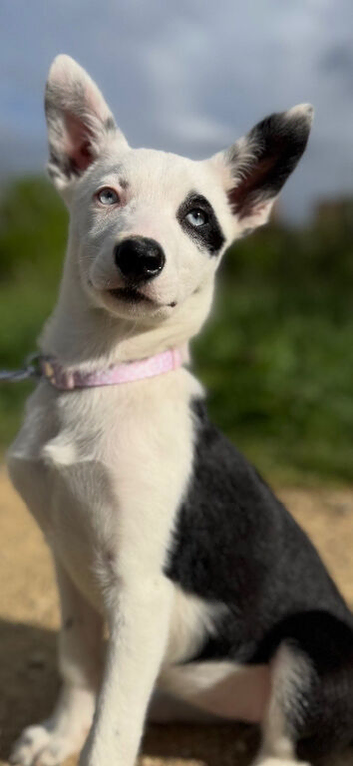 Welsh collie