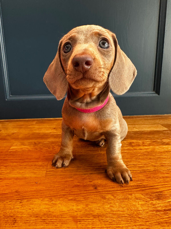 Beautiful Miniature Dachshund Puppies reduced