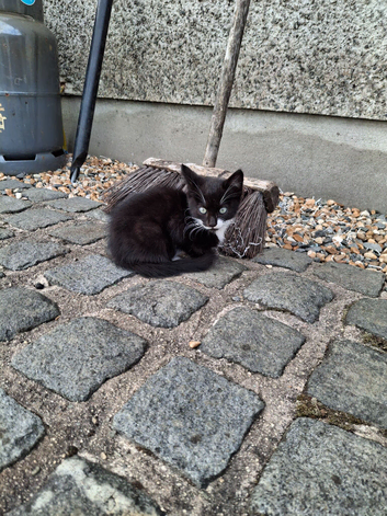 Kittens for sale