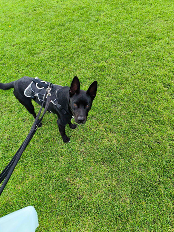 (Urgent) Sweet German Shepherd X Border Collie puppy (male) needing forever home!
