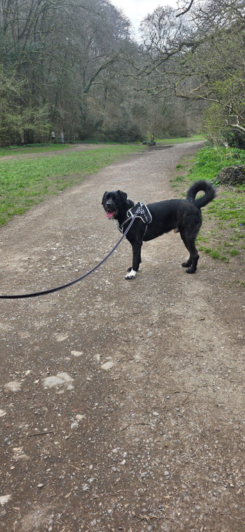 3 year old cane corso x American akita
