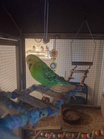 Budgies for sale