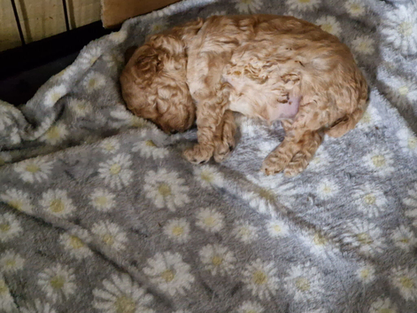 CAVAPOO FEMALE PUPPY