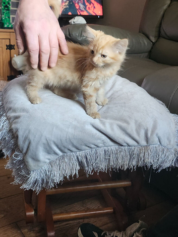 4 kittens for sale