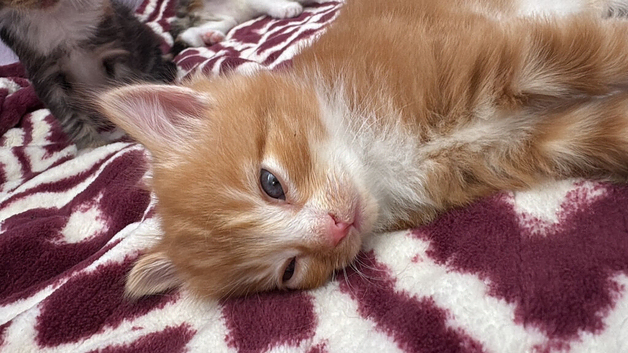 Beautiful kittens 6 weeks old.