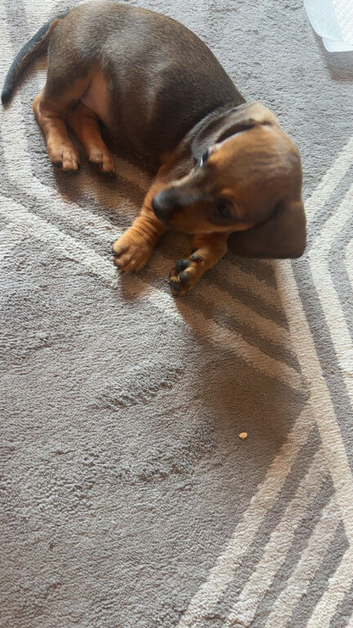 Puppy forsale