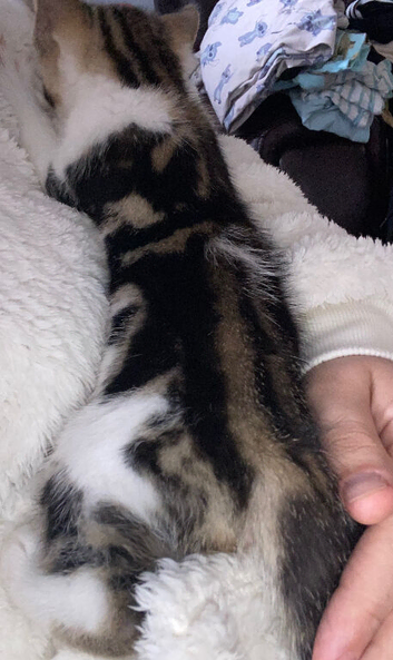 Looking for a loving home for a 8 week old kitten.