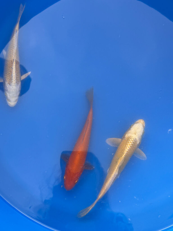 koi