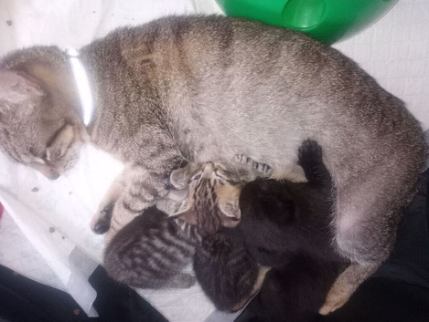 Gorgeous ORIENTAL BENGAL X ASIAN MAU KITTENS both parents can be seen