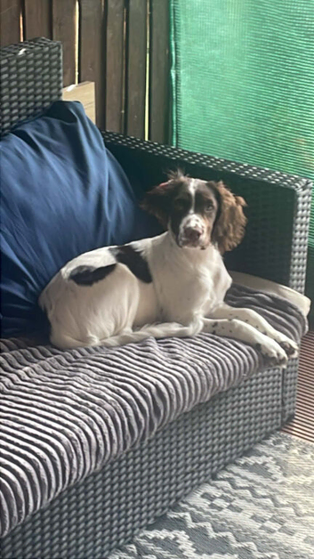 Mia- English Springer Spaniel