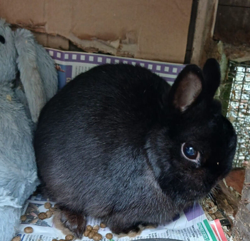 Gorgeous black netherland dwarf male