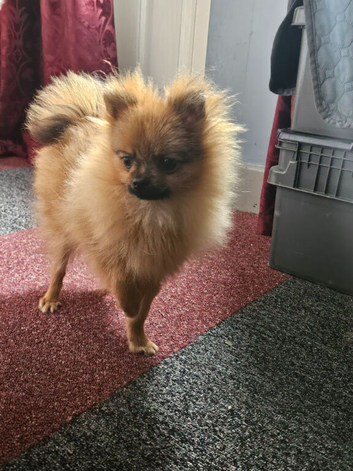 TRUE DWARF K.C registered pomeranian puppy boy, champion bloodlines