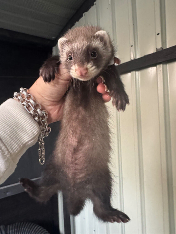 baby ferrets for sale