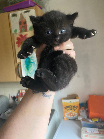 Boy kitten ready to go