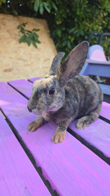 Baby mini rex looking for homes