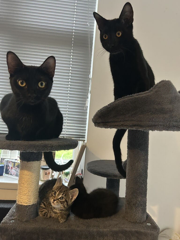 1/4 siamese beautiful kittens ready now