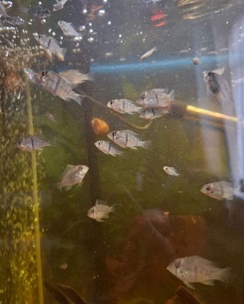 Baby Bandit Cichlids