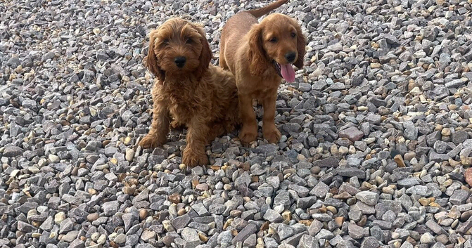 Gorgeous F1 cockapoo puppies