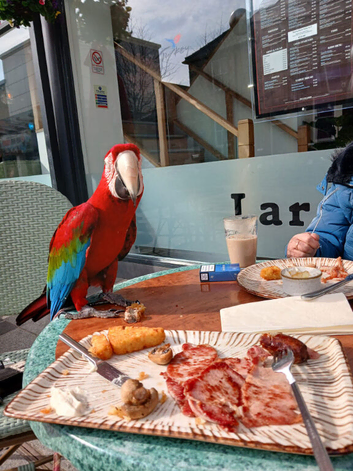 Green wing macaw 7 years tame