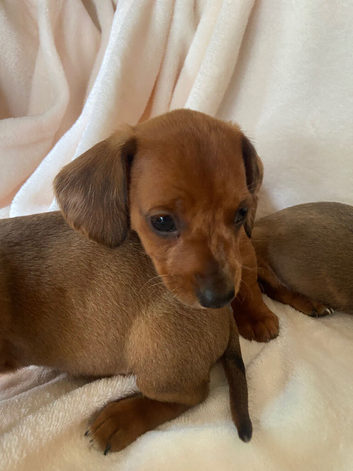 Miniature dachshund