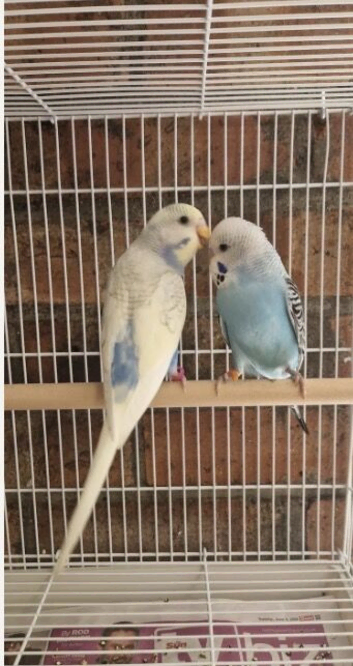 3 unique fully tamed budgies