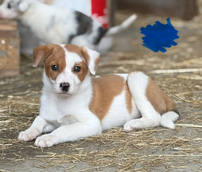 Gorgeous puppies