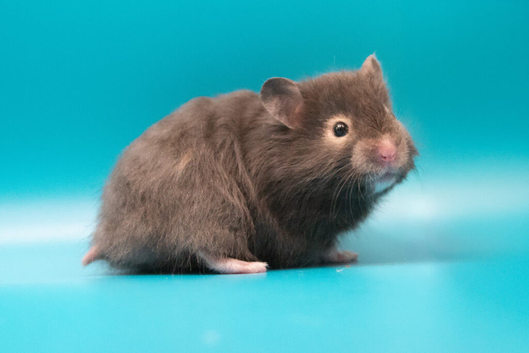 Long Haired Male Syrian Hamsters