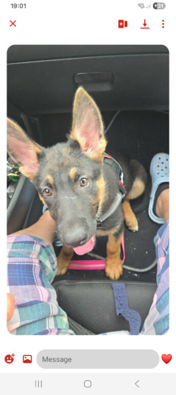 German shepherd